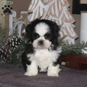 Anita, Shih Tzu Puppy